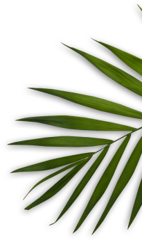 Angelina Tricho Cosmo Dermo & Holistic Clinic