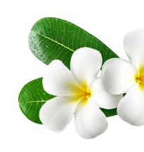 Angelina Tricho Cosmo Dermo & Holistic Clinic