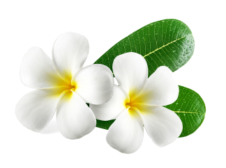 Angelina Tricho Cosmo Dermo & Holistic Clinic