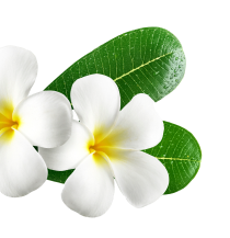 Angelina Tricho Cosmo Dermo & Holistic Clinic