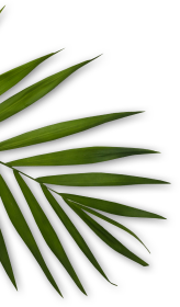 Angelina Tricho Cosmo Dermo & Holistic Clinic